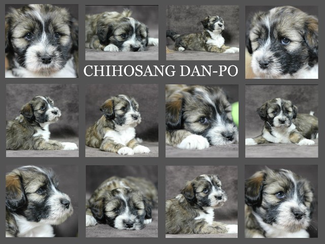 Chihosang DAN-PO Collage Große Webansicht