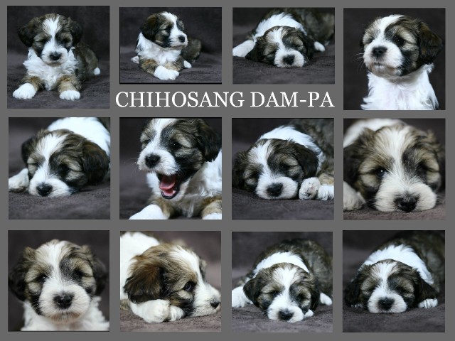 Chihosang Dam-Pa Collage Große Webansicht